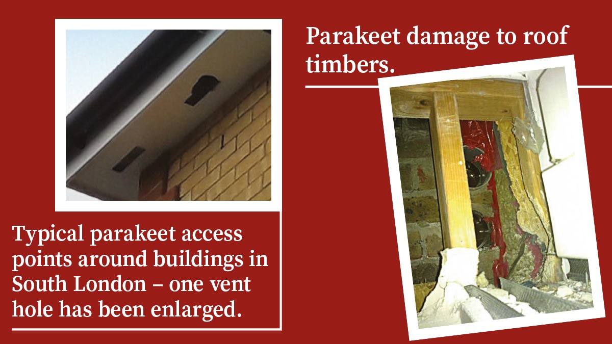 Parakeet damage Parakeet damage
